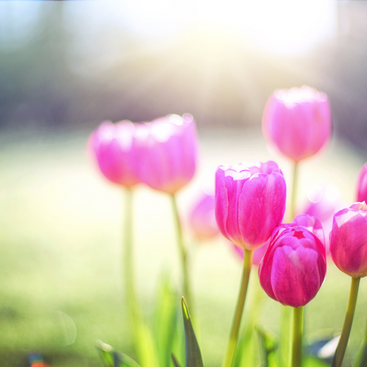 Spring Cleaning for a Fresh Start – Personally & Professionally