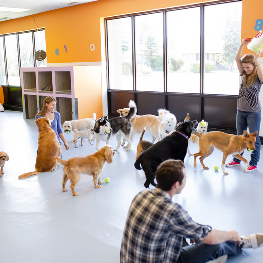 What My Dog’s Daycare Taught Me About Creating FOMO in Your Career
